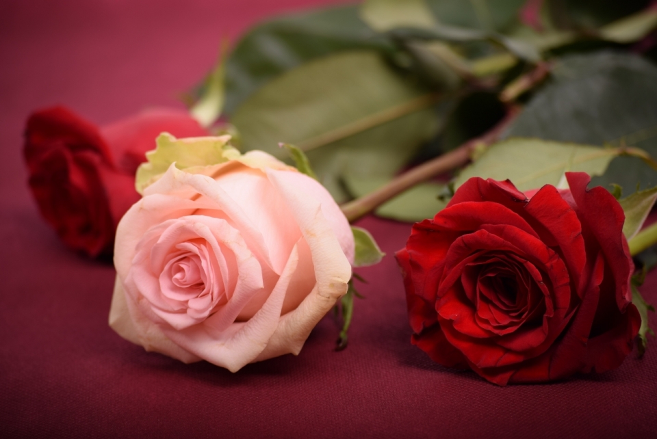 桌面红色粉色花朵美丽浪漫玫瑰植物