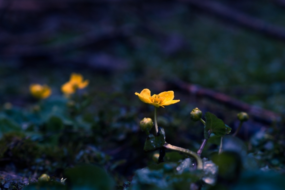 昏暗夜晚自然森林黄色花朵植物