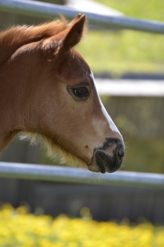 虚化背景阳光户外棕色马动物