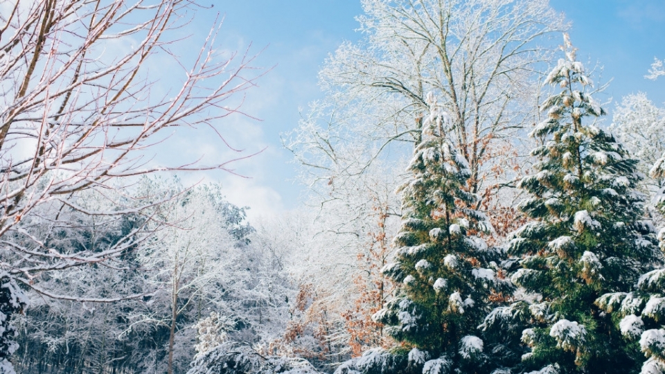 冬季雪松雪景无水印电脑桌面高清壁纸图片