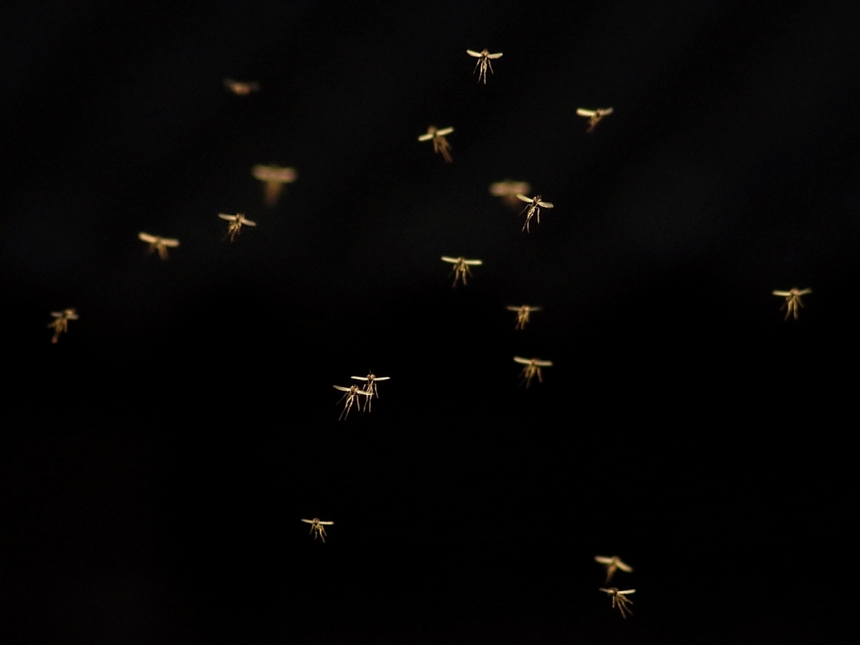 灯光照亮夜晚空中飞舞的蚊子微距摄影