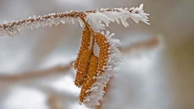 寒冷的霜冻天气无水印电脑桌面高清壁纸图片