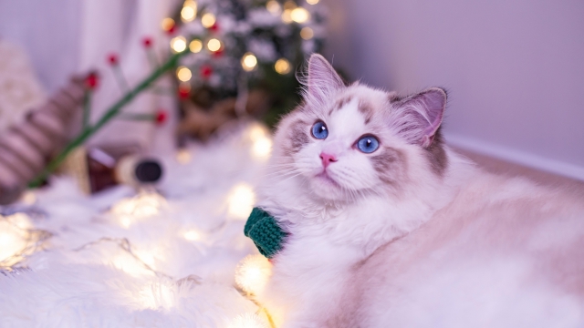 性格温顺的布偶猫写真高清桌面壁纸