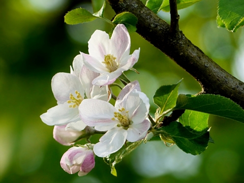 虚化背景大自然树叶白色清新花朵