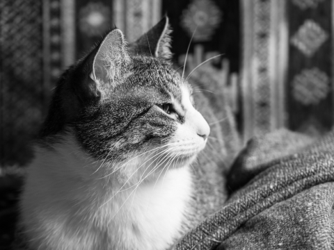 黑白虚化背景室内可爱宠物猫