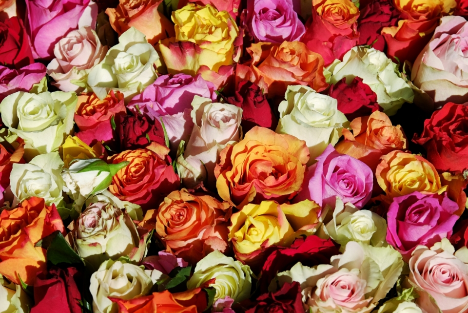 鲜艳彩色花朵自然浪漫玫瑰植物