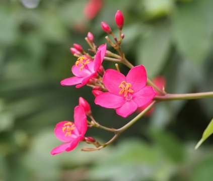 户外自然树木树枝鲜艳粉色花朵
