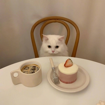 可爱小猫写真图片