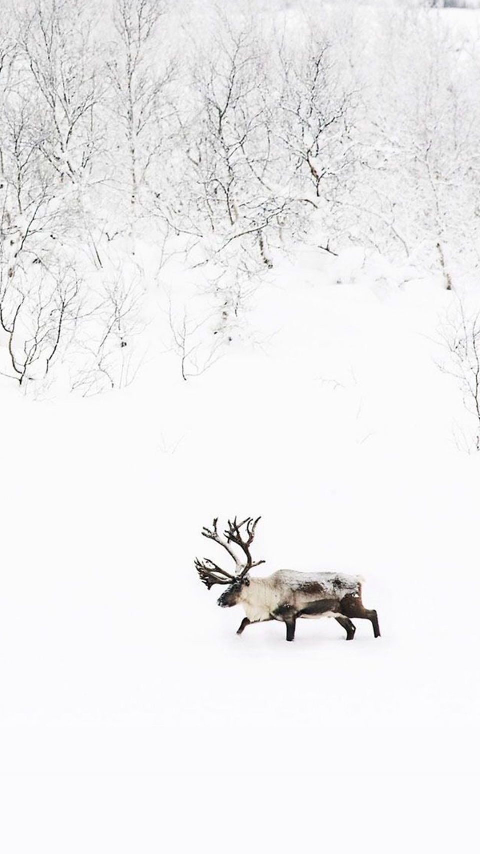 雪地里的野生动物写真