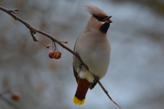 户外自然树木树枝野生鸟类动物
