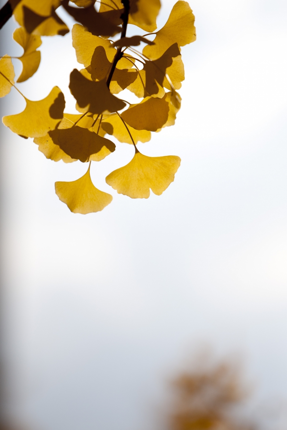 秋天白色模糊天空下的银杏树叶特写摄影