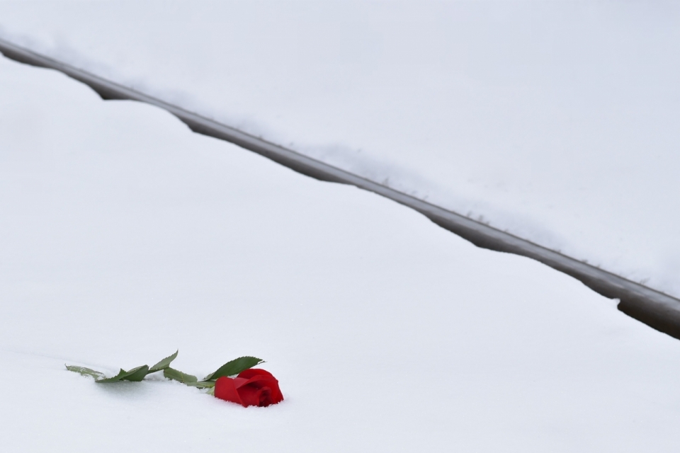 摄影基础_冬天白色雪后地面红色花朵玫瑰植物