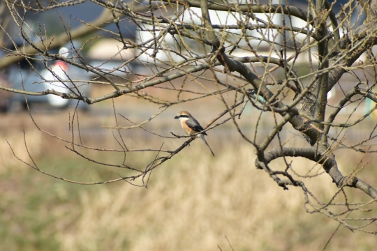 阳光户外自然树木树枝鸟类动物