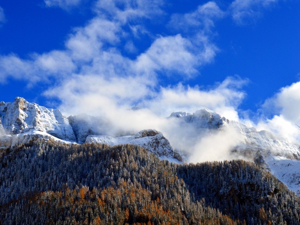 蓝天白云雪山山峰和云杉树林