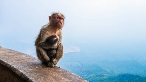 山上的野生猴子自然风光优美风景高清桌面壁纸