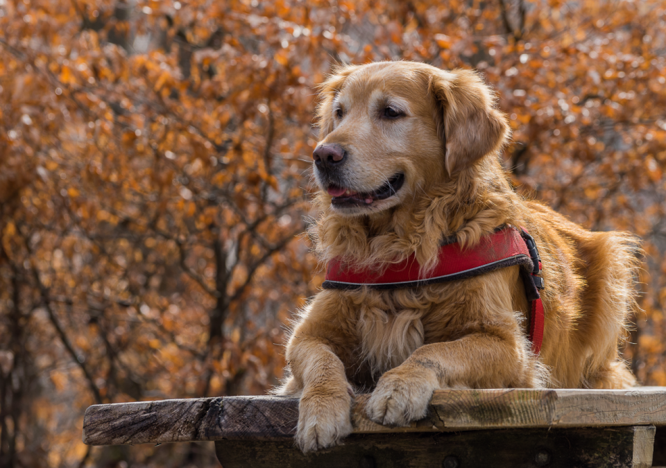 公园木制长椅上长毛可爱黄色宠物狗
