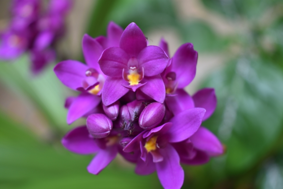 微距摄影_虚化背景花园紫色花朵自然植物