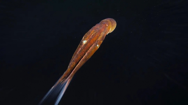 《动物本色》剧照写真图片