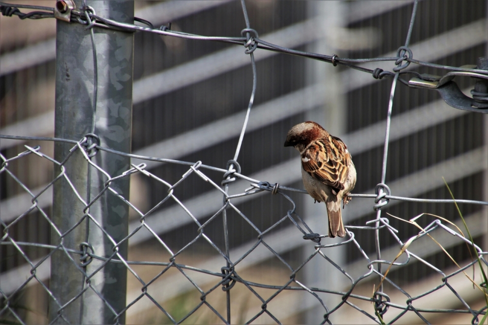 城市街道铁丝网上小巧可爱野生鸟类动物