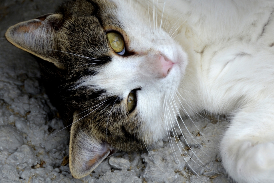 大理石地面可爱黄色眼睛宠物猫面部特写