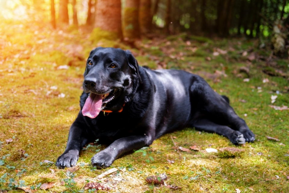 阳光户外自然绿色草坪黑色宠物狗