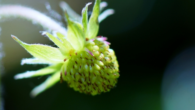 虚化背景高清绿色花瓣植物特写