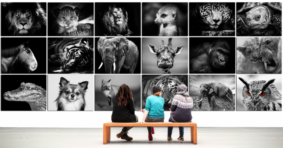 坐画廊长椅欣赏黑白动物照片男性女性