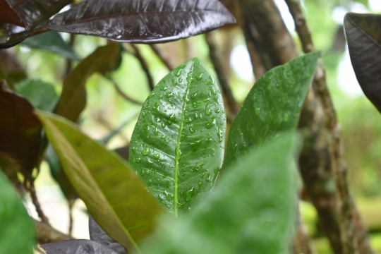 林中细雨叶片清新特写美图