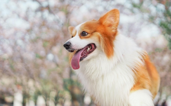 可爱的柯基犬高清桌面壁纸