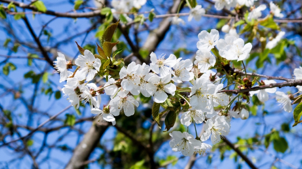 白色樱花高清桌面壁纸