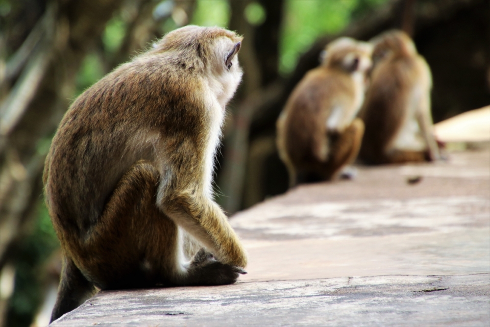 自然景区猴子坐石质栏杆看同伴
