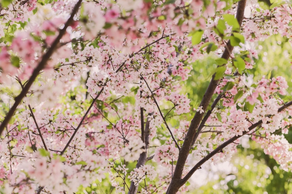 粉色樱花高清桌面壁纸