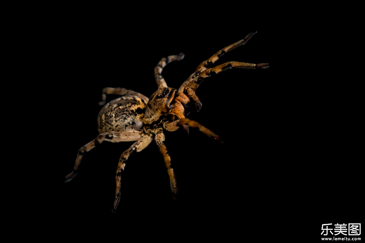 白色背景前的长腿毒蜘蛛节肢动物摄影