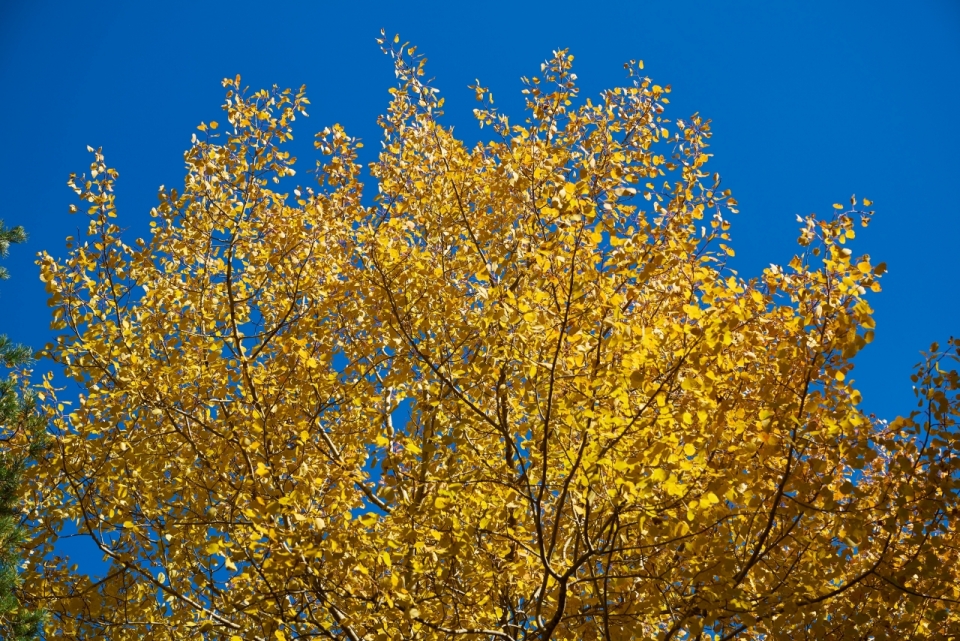 蓝天下秋天黄色树叶树木