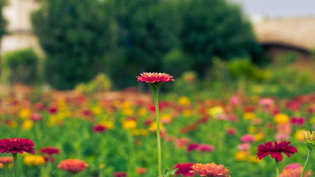 清新护眼植物高清桌面壁纸