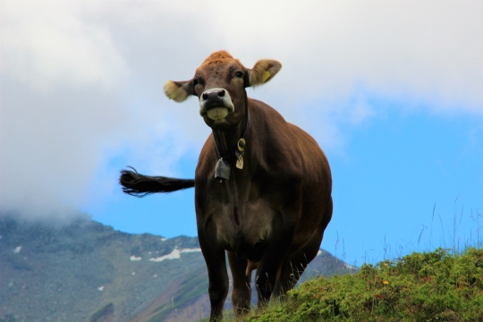 蓝色天空自然户外棕色牛动物