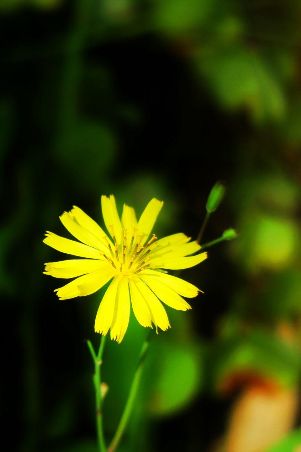 虚化背景户外自然黄色花朵植物