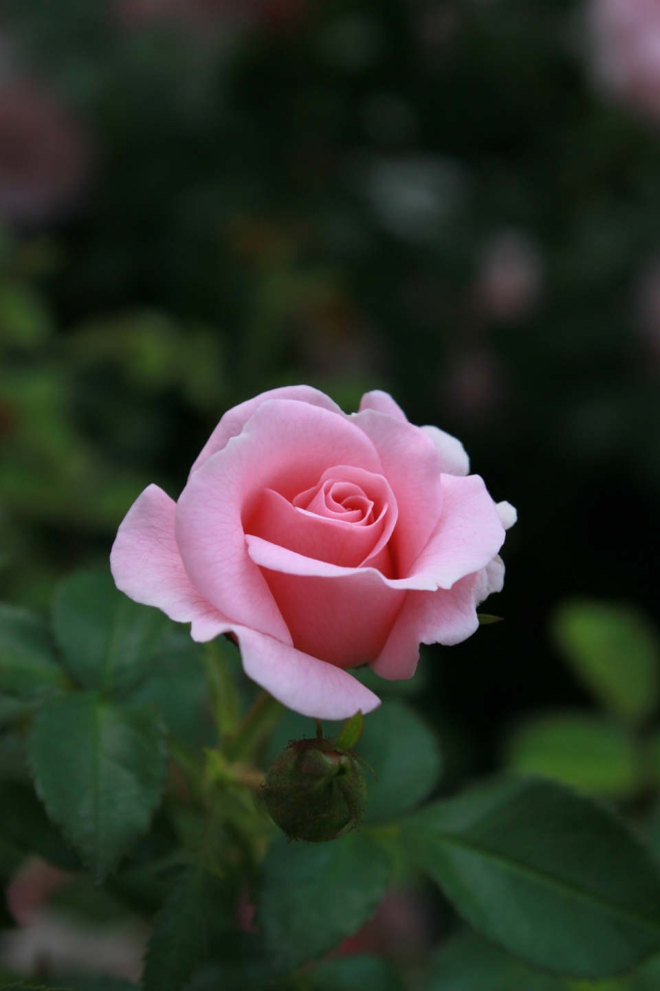 虚化背景自然户外粉色花朵玫瑰植物