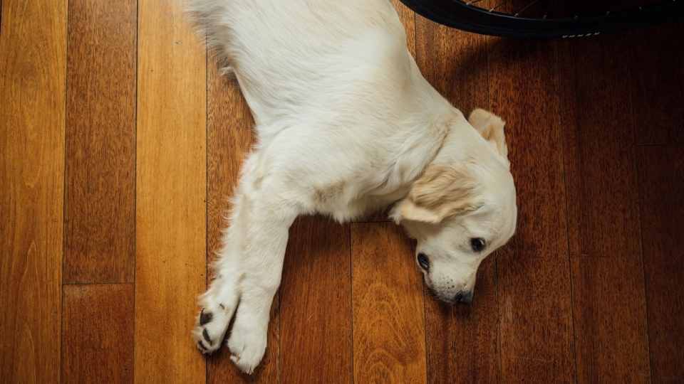 拉布拉多幼犬高清桌面壁纸