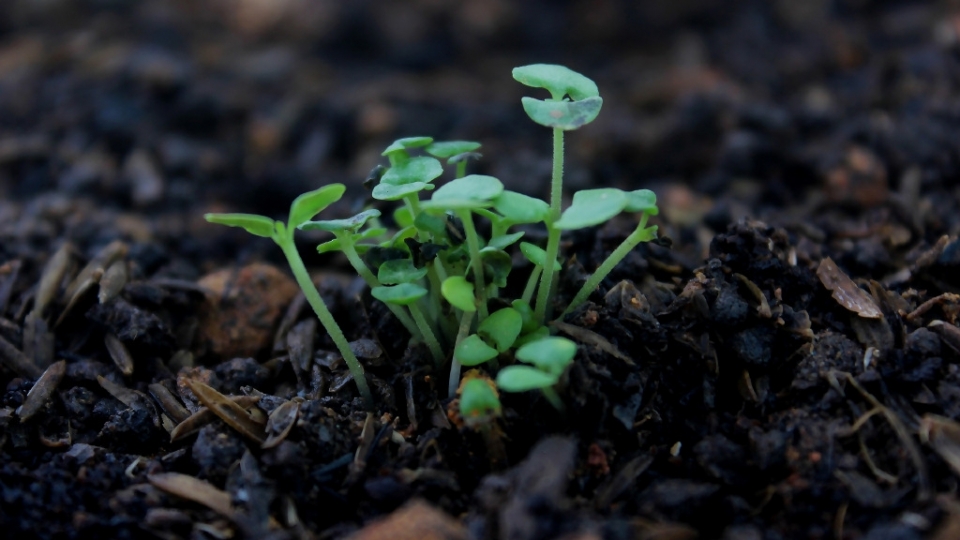 植物幼苗无水印电脑桌面高清壁纸图片