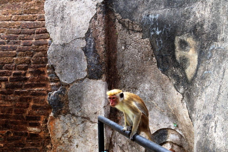 城市破旧墙壁建筑黑色栏杆前猴子