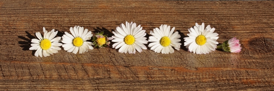 阳光木制桌面自然黄色花蕊白色花朵
