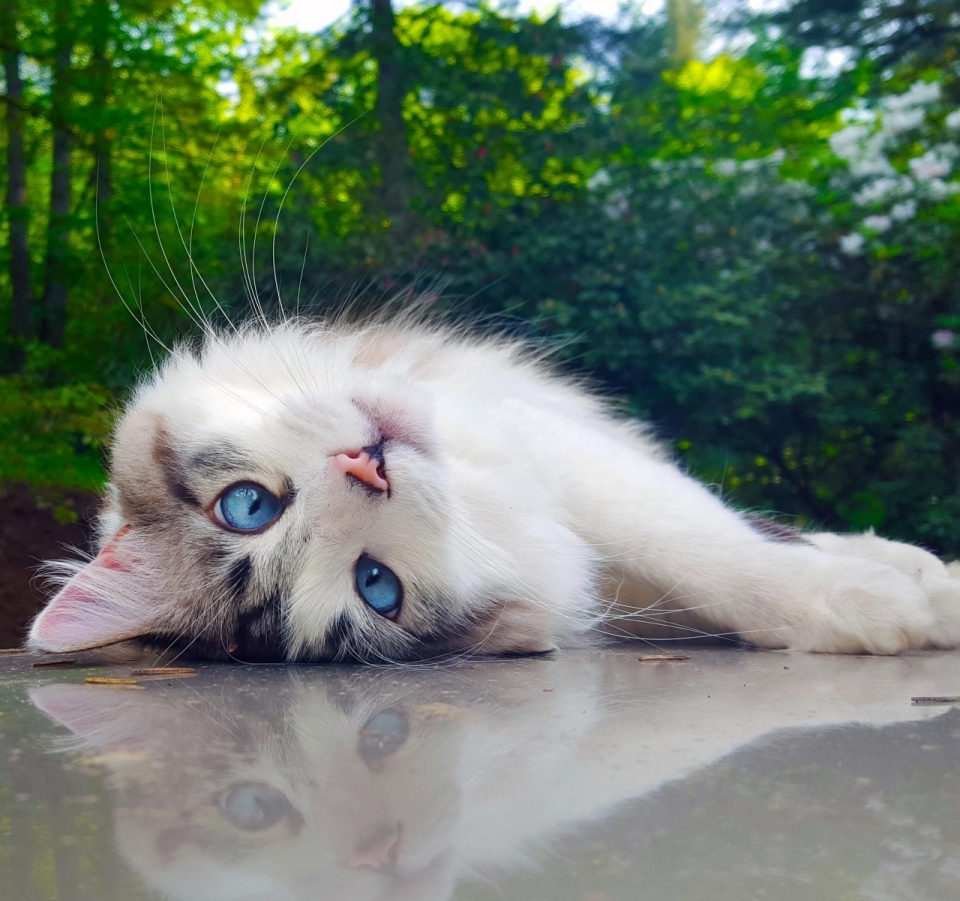 自然户外地面蓝色眼睛可爱宠物猫