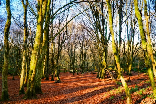 秋冬季节阳光照在满是落叶的树林中