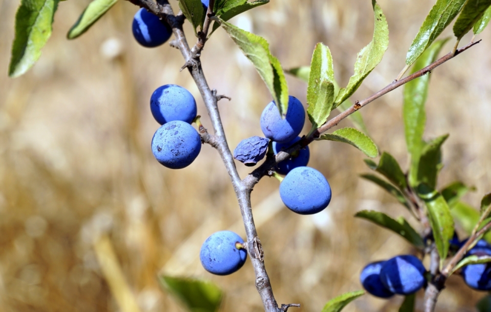 蓝莓树上的蓝莓光影特写摄影