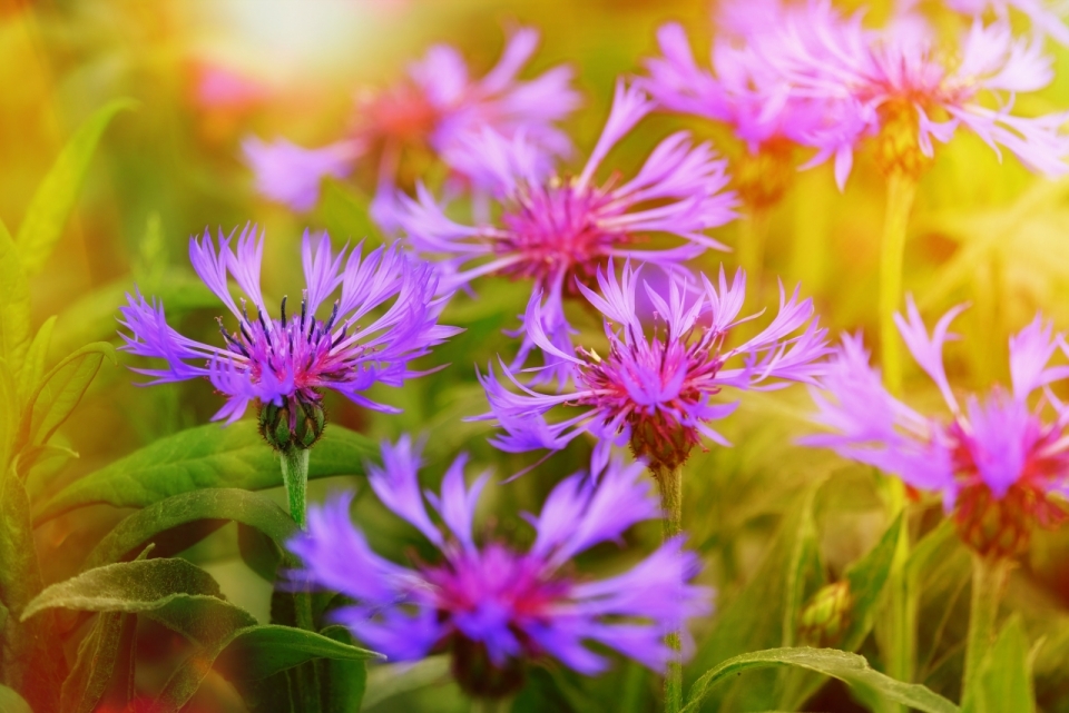 阳光户外自然紫色花朵绿色叶子植物