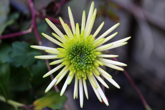 微距摄影_刚开的白色野菊花特写