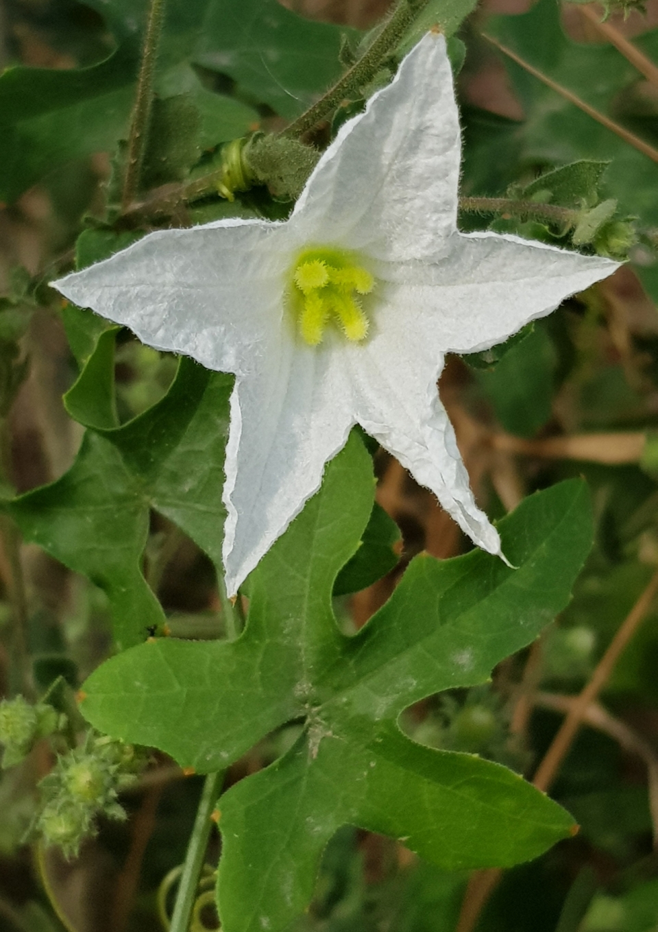 户外自然白色花朵绿色叶子植物