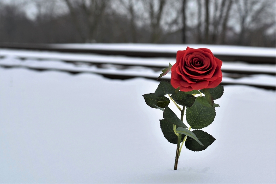 冬天雪后白色地面上红色花朵玫瑰