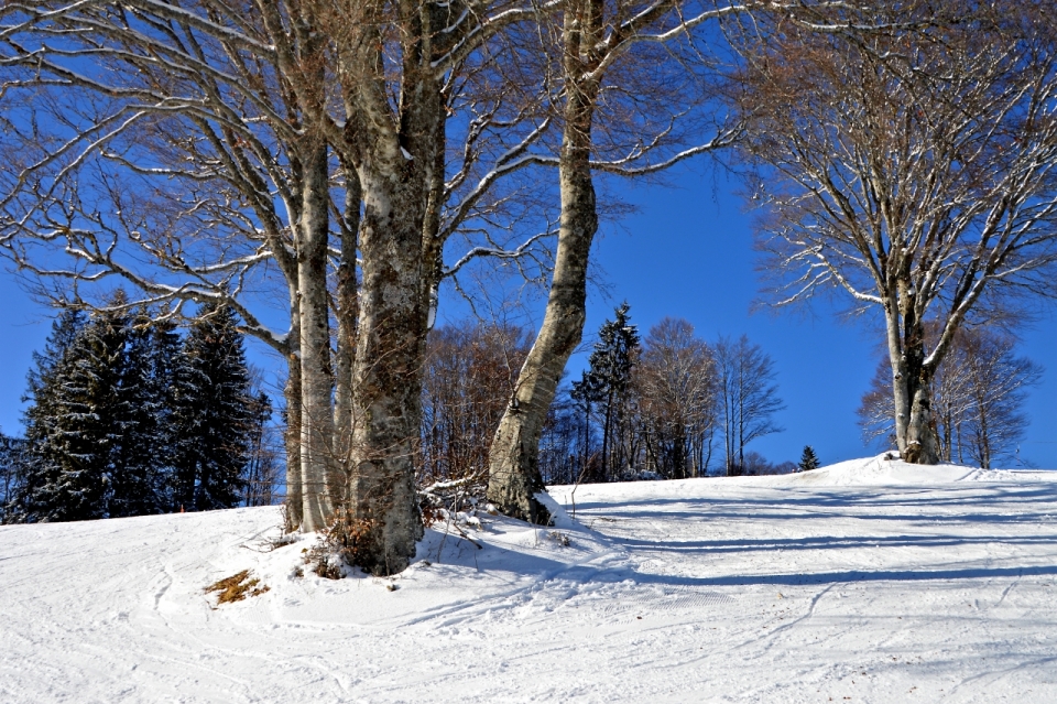 外景摄影_公园雪地枯萎树木近景特写